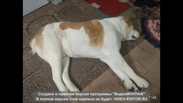 И все таки Алабай? (История заводчика-любителя) смотреть онлайн