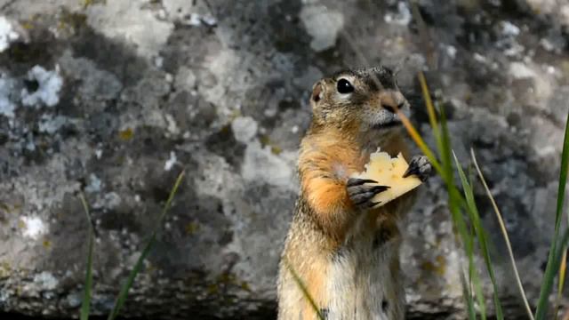 Что за Хэ? - Пуза слыскам большАЯ? - №1 смотреть онлайн