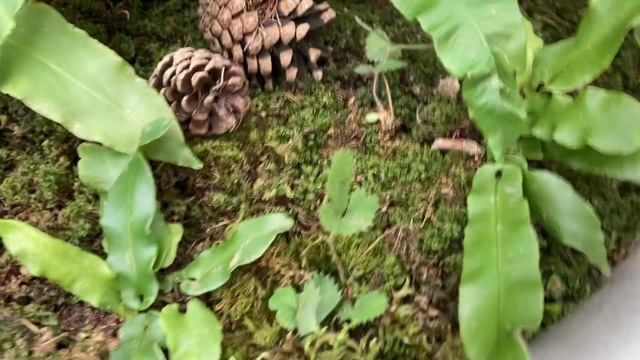 Папоротники из Туапсинского леса. Asplenium Scolopendrium. 23.11.2022 смотреть онлайн