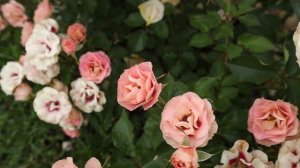 Роза Джефф Гамильтон, Мадам Анизет, Черри Леди, Крем Ив Пьяже, Крем Карамель после 4х дней дождя!