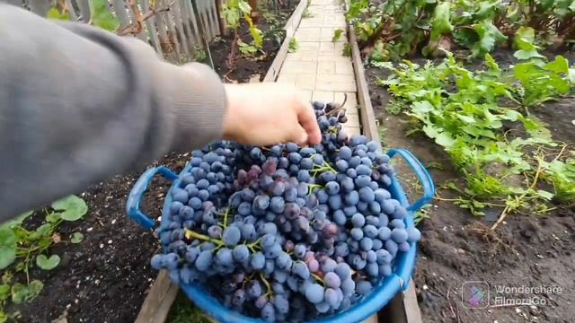 115. Собрал виноград. Опять приходили собаки. Обработал теплицы..mp4 смотреть онлайн