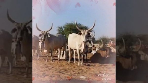 Mamadou Abdoulaye Ba_ Fatimata Abdoulaye🤳+00221781093145🇸🇳mamadou Abdoulaye ba