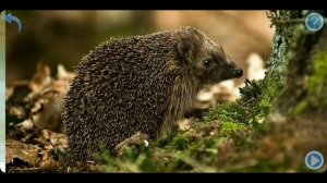 Развивающее видео для малышей Карточки Гленна Домана . Животные леса. Учим первые слова вместе