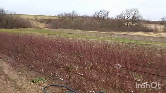 Розы на почках, цветение подснежников ??? смотреть онлайн