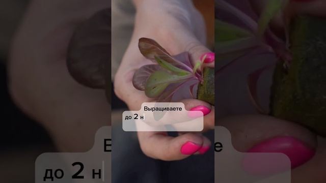 Самые красивые и вкусные салаты на netfermer.ru смотреть онлайн