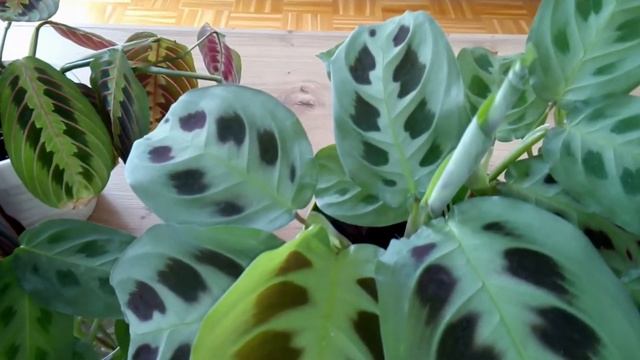 MARANTA: Tricolor | Zielona | Miętowa ?