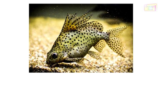 Учим виды рыб (часть 3) \ карточки Домана\ Learning Fish species (part 3)\ Doman cards смотреть онлайн