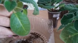 Пересадка глоксиний, как я это делаю.