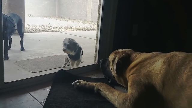 Apollo The Mastiff смотреть онлайн