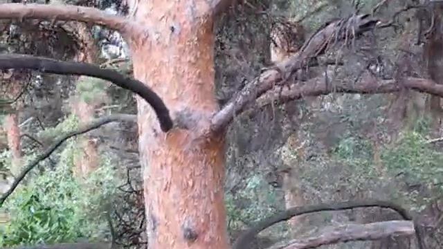 Лес смотреть онлайн