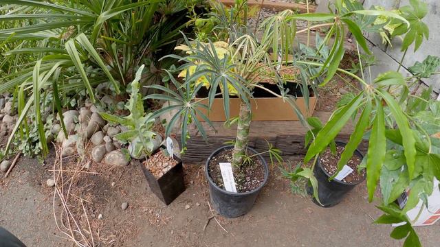 Rare Plant Haul Sep '21 смотреть онлайн