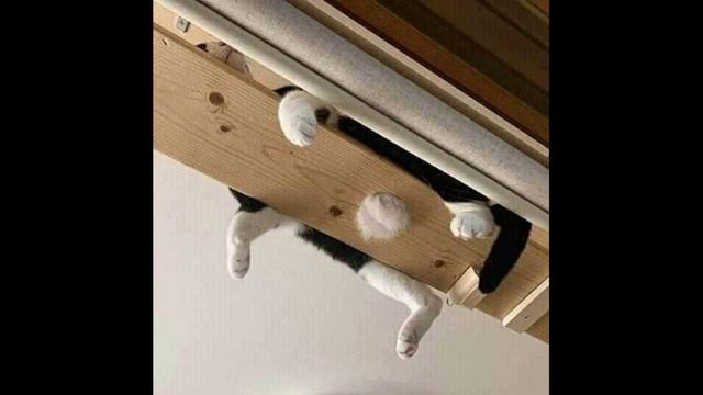 20 весёлых фото для хорошего настроения. смотреть онлайн