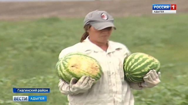 В Адыгее вырастили неплохой урожай арбузов смотреть онлайн