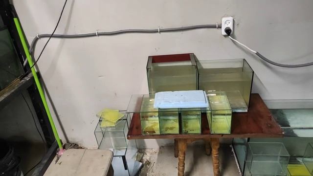Растения от Артёма Будни Аквариумиста, Генеральная уборка. И запуск аквариума... смотреть онлайн