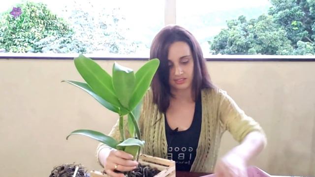 🔴 Como plantar Orquídeas em Cachepot. Melhor Cultivo!! смотреть онлайн