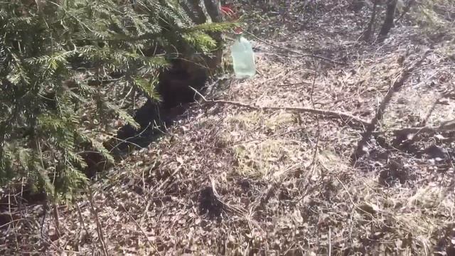 Как Добыть Березовый Сок Самый Простой и Эффективный Способ!!! смотреть онлайн