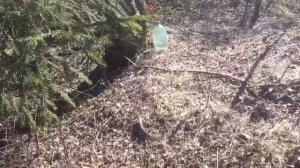 Как Добыть Березовый Сок Самый Простой и Эффективный Способ!!!