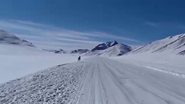 "Marco Polo". The most interesting animal of the Pamirs. смотреть онлайн
