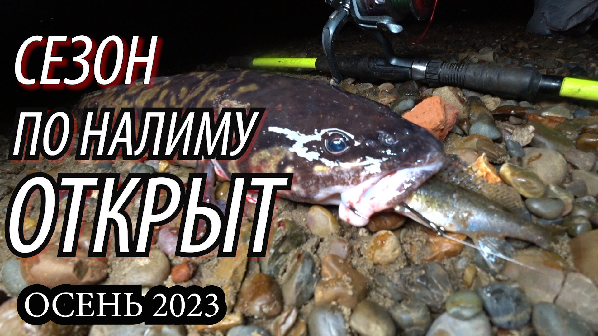 Первая рыбалка на НАЛИМА в октябре СЕЗОН 2023 ОТКРЫТ!! Ловля налима осенью вечером с берега на живца смотреть онлайн