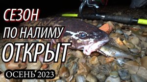 Первая рыбалка на НАЛИМА в октябре СЕЗОН 2023 ОТКРЫТ!! Ловля налима осенью вечером с берега на живца