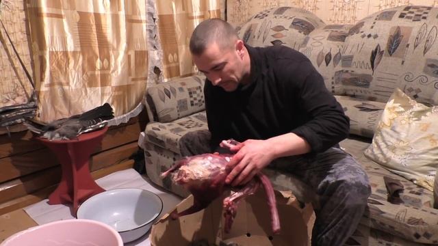 ДОБЫЛ ДВА ГЛУХАРЯ! ЧТО С НИМИ ДЕЛАТЬ? РАНЕВОЙ КАНАЛ ОТ ПУЛИ 22 LR. ПРИГОТОВЛЕНИЕ ГЛУХАРИННОГО МЯСА. смотреть онлайн