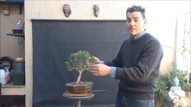 Bonsái boj Común ( Buxus Sempervirens ) Primeros Trabajos de formación Como Bonsái смотреть онлайн