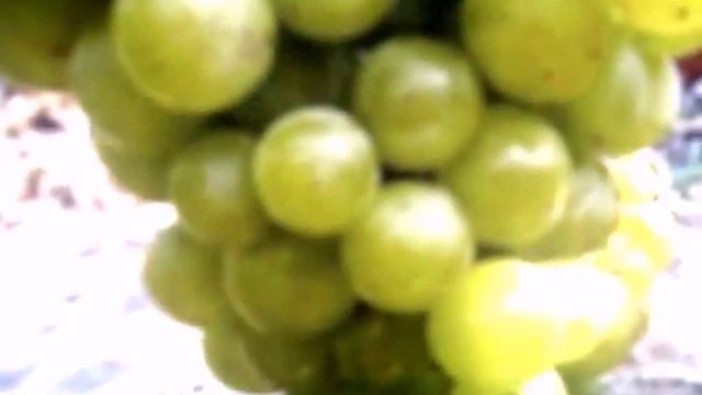Виноград Жемчуг Саба смотреть онлайн