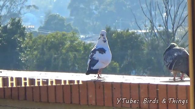 Pigeon Mating Fail Compilation--incl. Rainbow Lorikeet смотреть онлайн