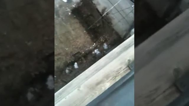 Qik - Neighbor vs The Cable Guy by Rockafella смотреть онлайн