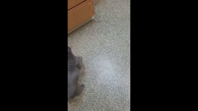 Our New Thai Ridgeback Puppy смотреть онлайн