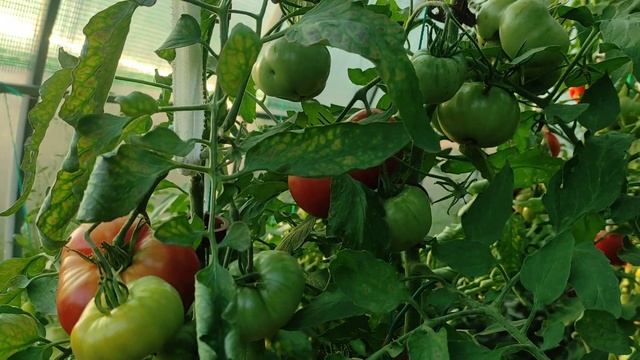 Сорт томата Сибирские шаньги.