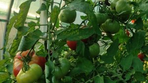 Сорт томата Сибирские шаньги.