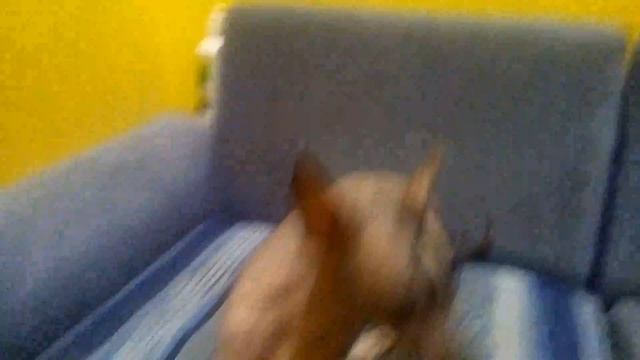 Интересный лысый мексиканский щенок смотреть онлайн