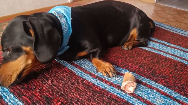 Такса грызёт косточку, вернее догрызает🙂 смотреть онлайн