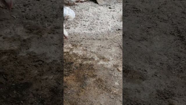 Содержание бройлеров на улице в летний период. смотреть онлайн