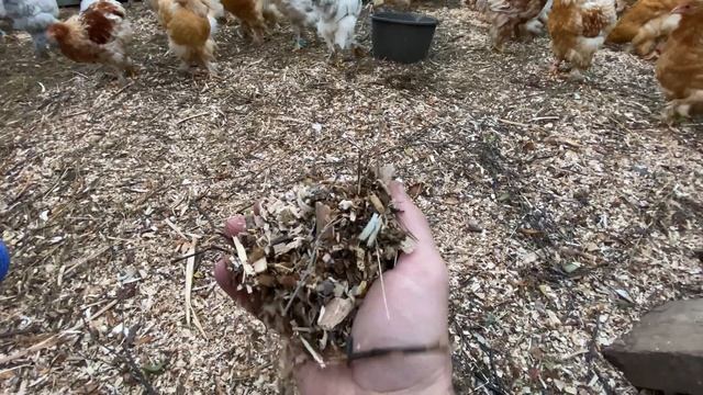 дождик ветки два крыла