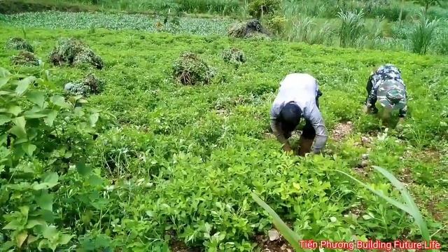 VIDEO FULL: 35 Building Bamboo Houses, Gardening, Harvesting Agricultural Products, Rural Life