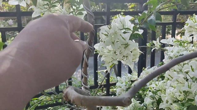 Bougainvillea Bloom Again. Wow