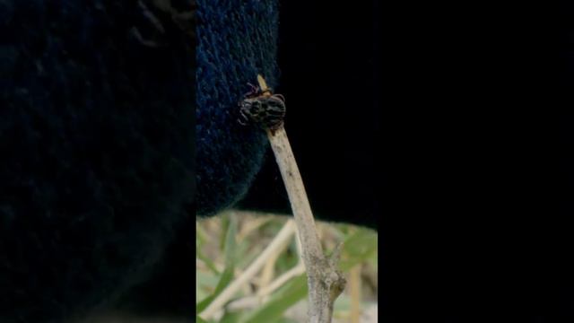 Клещи на расстоянии вытянутой лапки смотреть онлайн