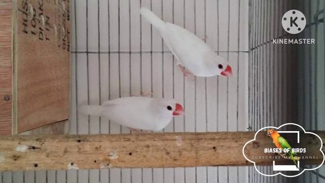 java finch price update 2023 смотреть онлайн