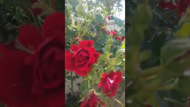 Плетистая роза Норита смотреть онлайн