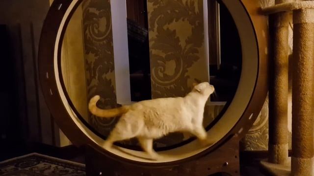 Беговое колесо для кошек 120 см. 