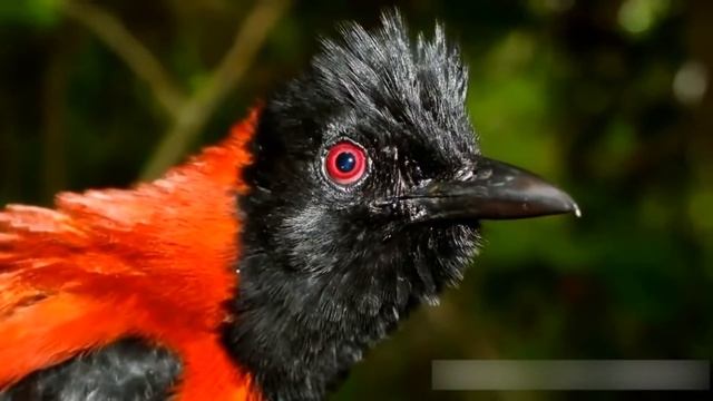 Самая ядовитая птица или дроздовая мухоловка (питоху), стоит ли опасаться нападений смотреть онлайн