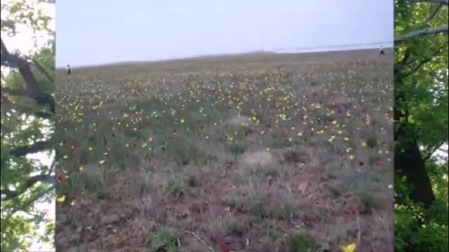 Лазоревые цветы родных просторов смотреть онлайн