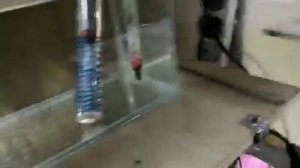 Кормление малька  желтком или как это делаю я)