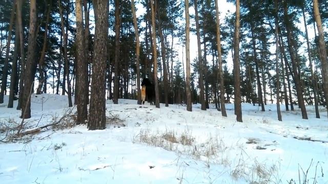 Игры лошади и работа с Жеребцами! Игры лошади. Анита Крылова смотреть онлайн