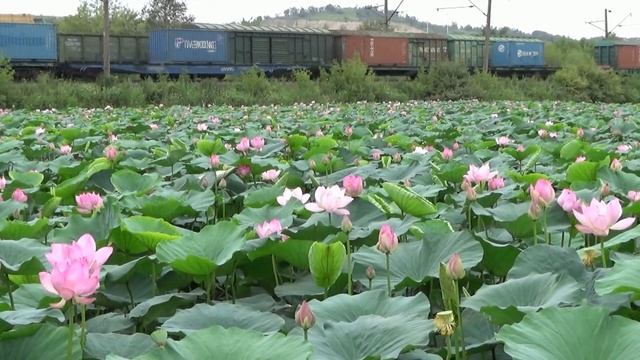 Цветущие лотосы, посёлок Артёмовский, август 2021 г. смотреть онлайн