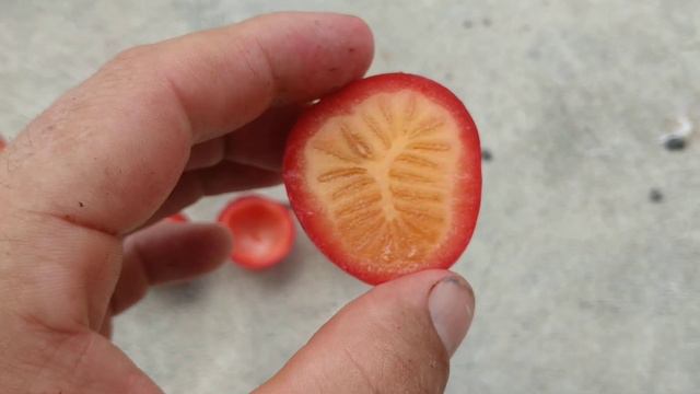 Kundong / Kondoru (Garcinia forbesii?) - orange flesh type смотреть онлайн