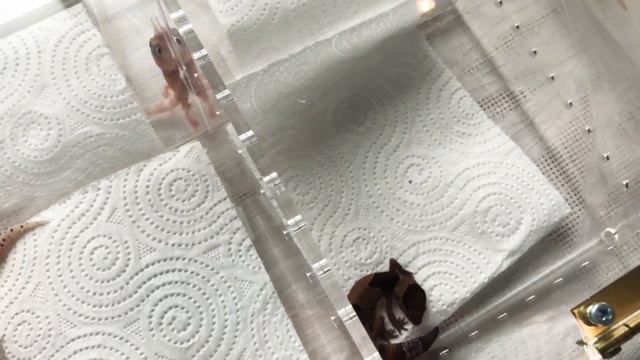 Выставка Рептилиум 2018 наш стенд смотреть онлайн