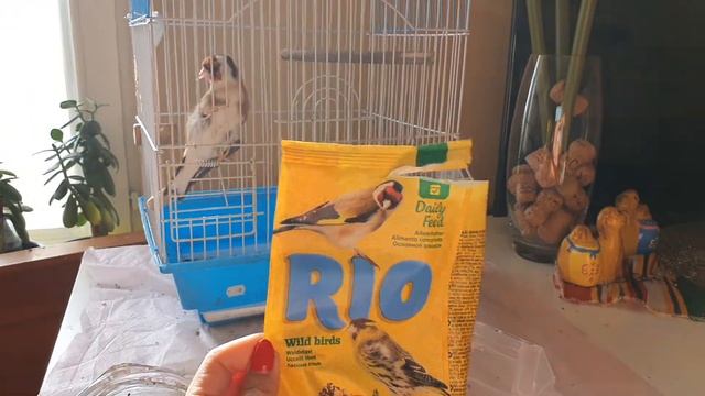 Чем кормить щегла и канарейку. #канарейка #щегол #чемкормитьщегла смотреть онлайн